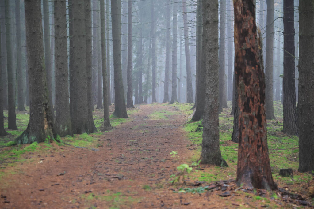Canon R6 Mark III review and sample photos - forest