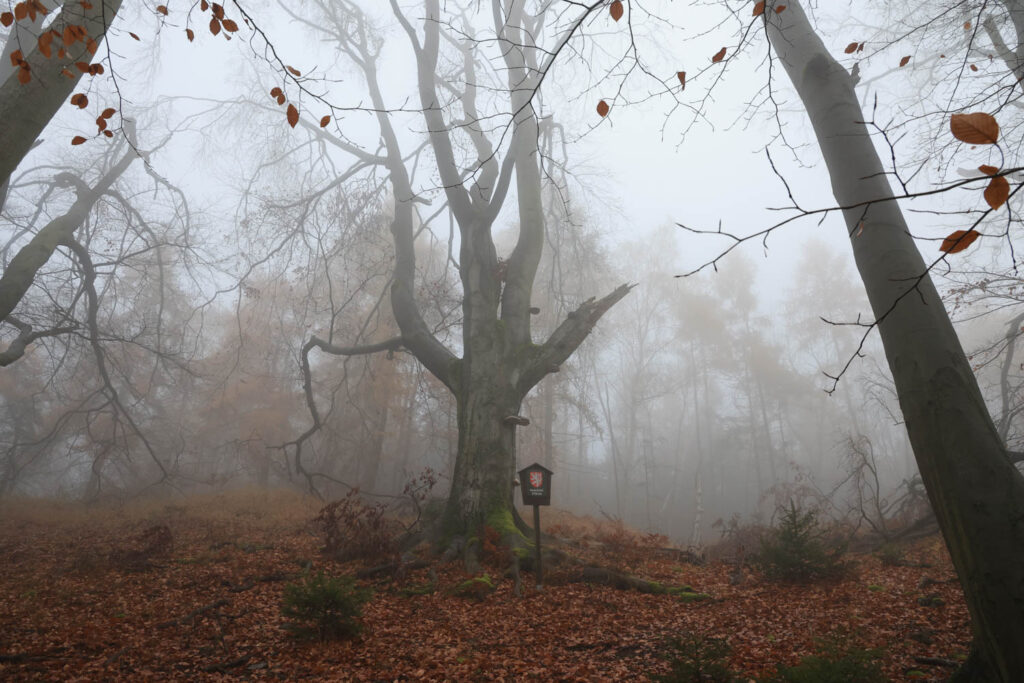 Canon R6 Mark III review and sample photos - woods