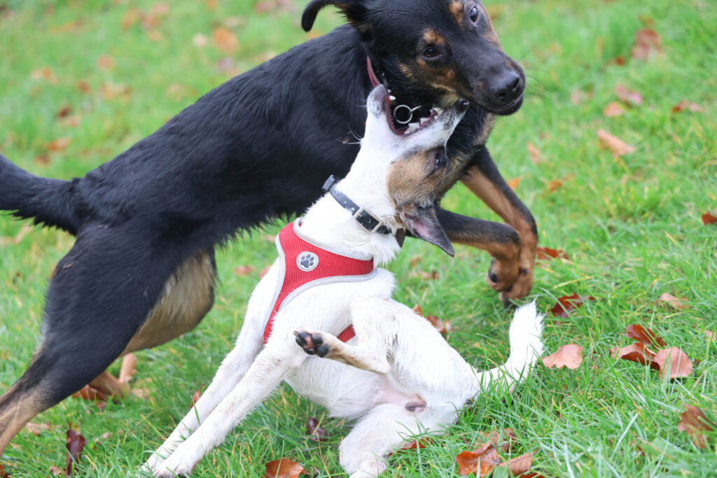 Canon R6 Mark III review and sample photos - dogs