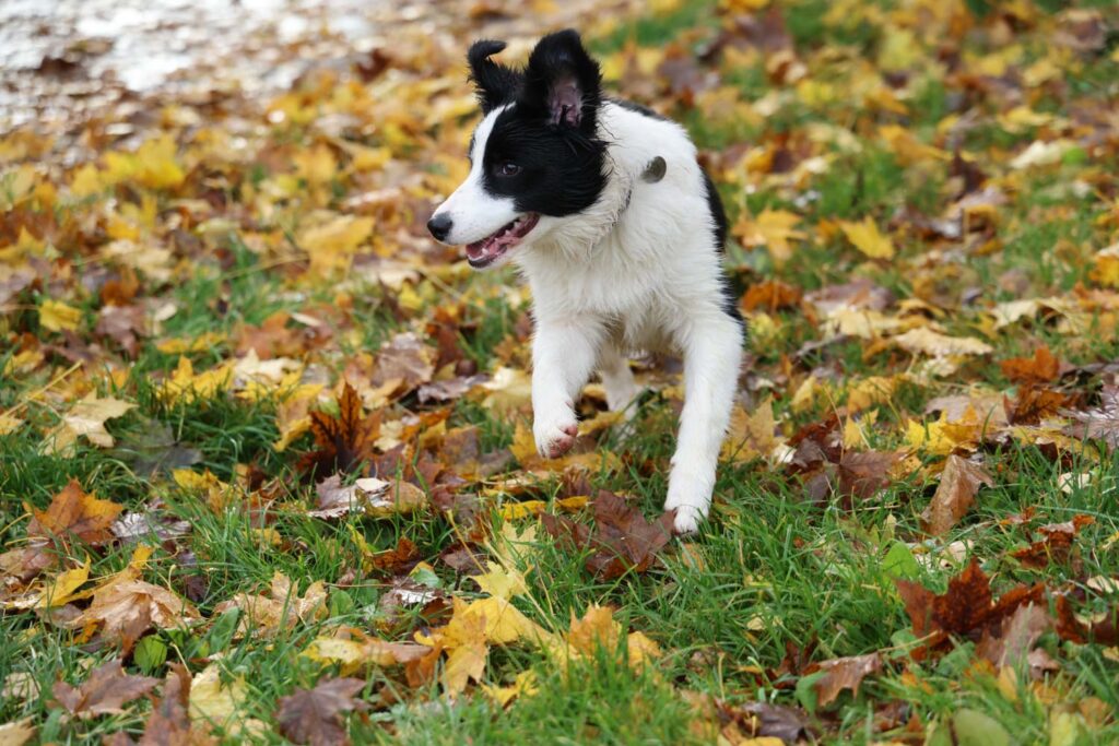 Canon R6 Mark III review and sample photos - dog