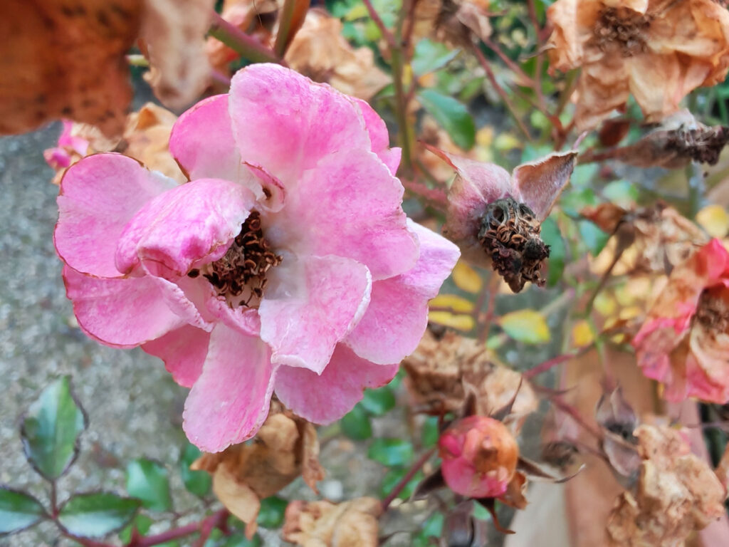Honor 400 review - macro