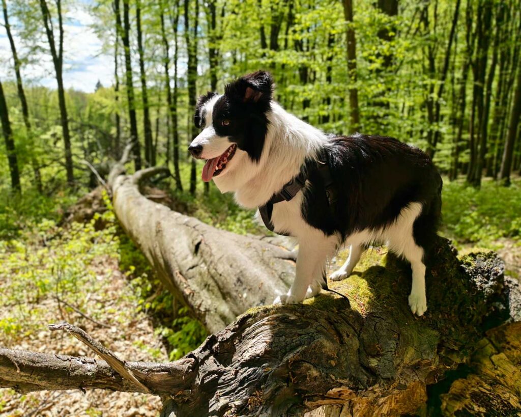 Honor 600 Pro review - dog in woods