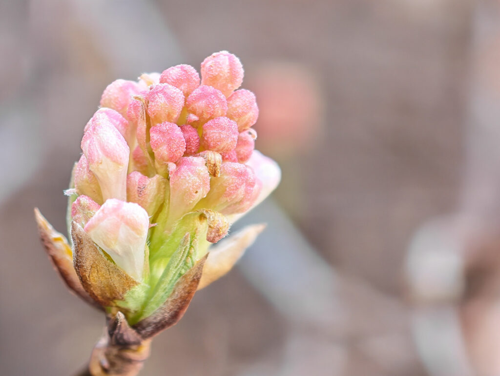 Macro and detail capabilities Honor Magic8 Pro review - detail