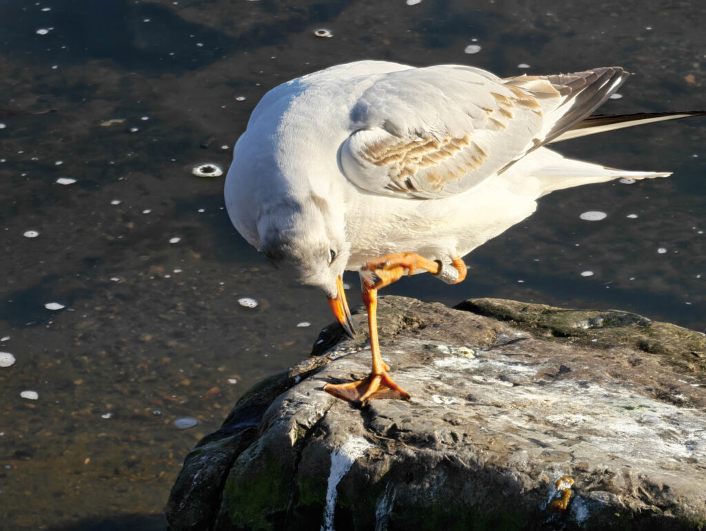 Digital zoom test Honor Magic8 Pro review - bird