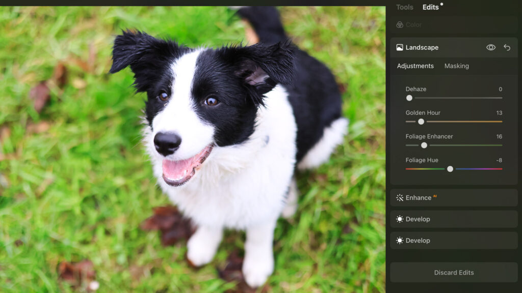 Luminar Neo AI Assistant review - key edits of greenery and Golden Hour. And dog