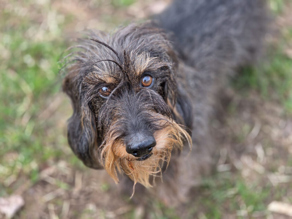 Samsung Galaxy S26 Ultra review - dog