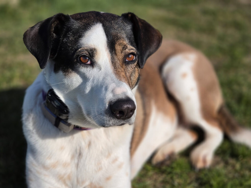 Samsung Galaxy S26 Ultra review - dog