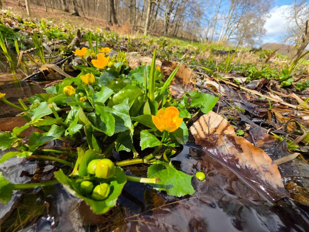 Samsung Galaxy S26 Ultra review - flowers in nature