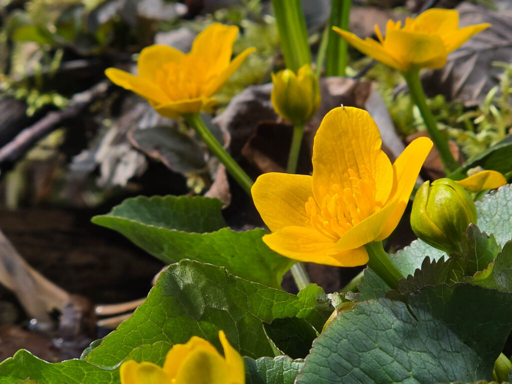 Samsung Galaxy S26 Ultra review - flowers