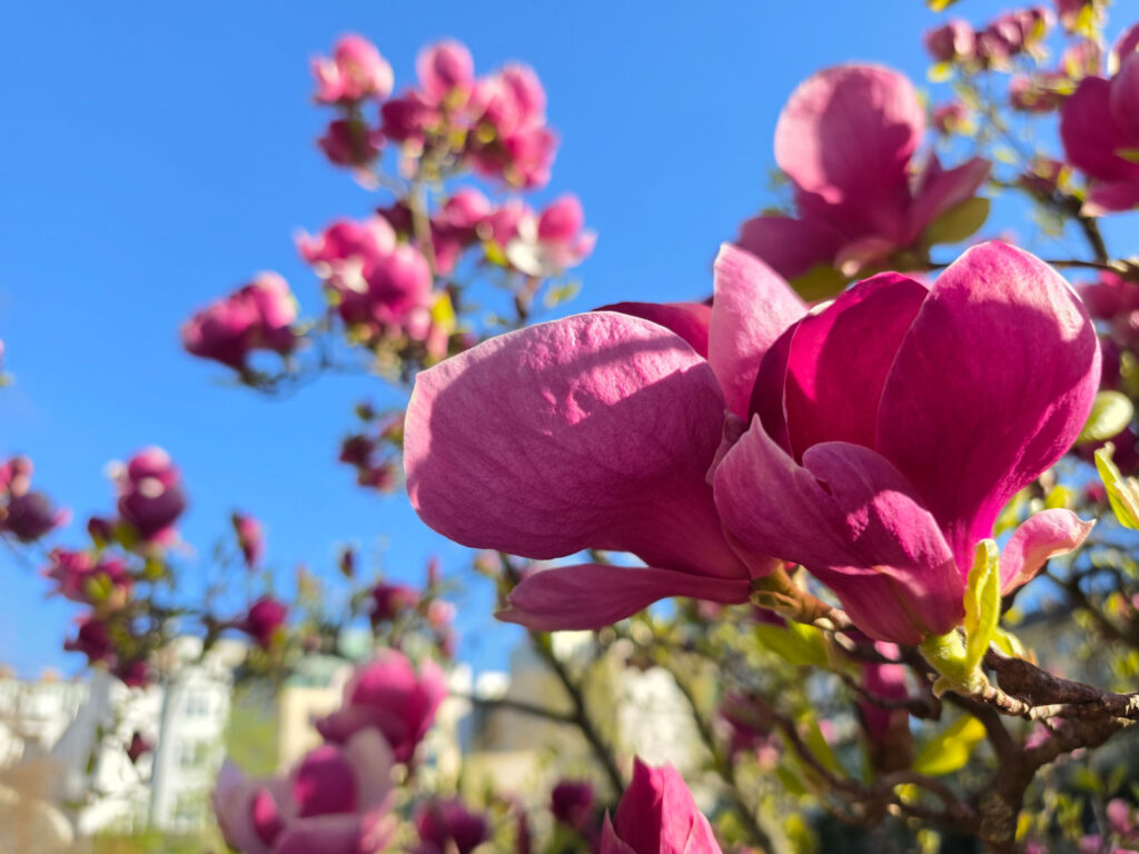 Samsung Galaxy S26 Ultra review - blossoms