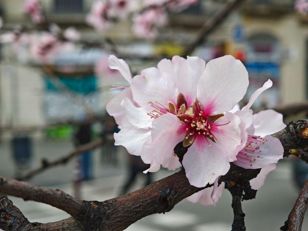 Xiaomi 17 Review - tree blossoms Barcelona