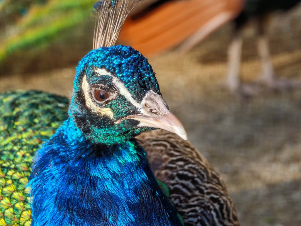 Xiaomi 17 Ultra review - Prague - peacock