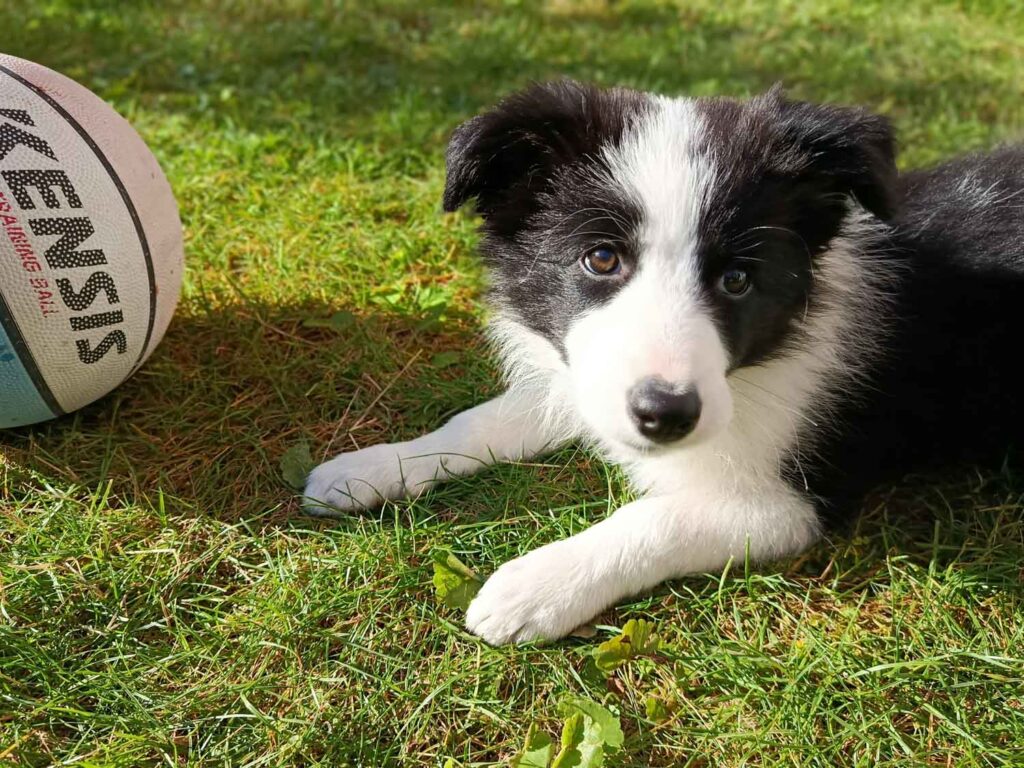 Xiaomi Redmi Note 14 review and test - dog