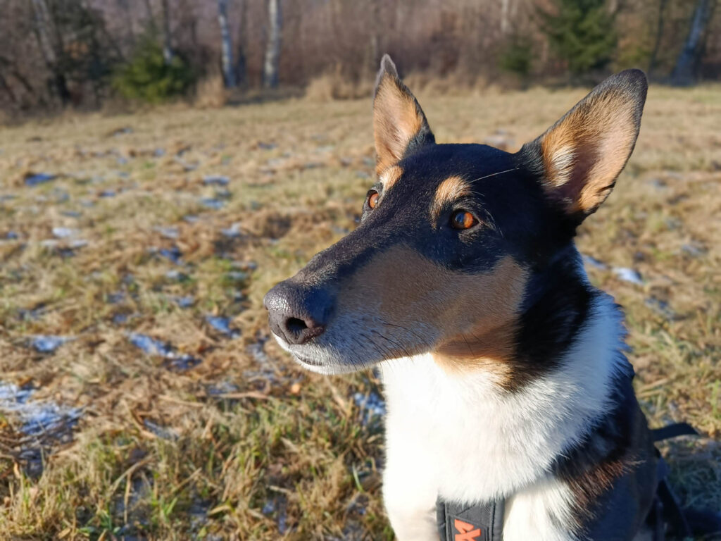 Xiaomi Redmi Note 14 review and test - dog in portrait mode